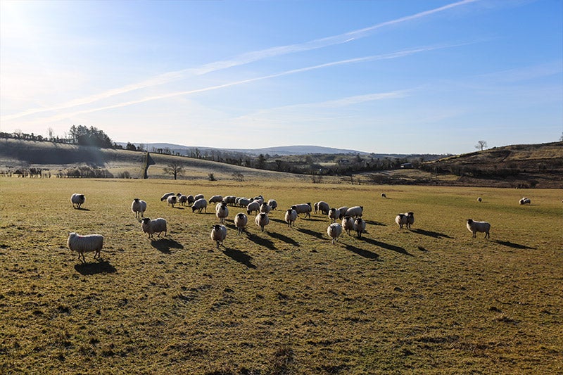 Immagini della manifattura Magee e di Donegal, Irlanda