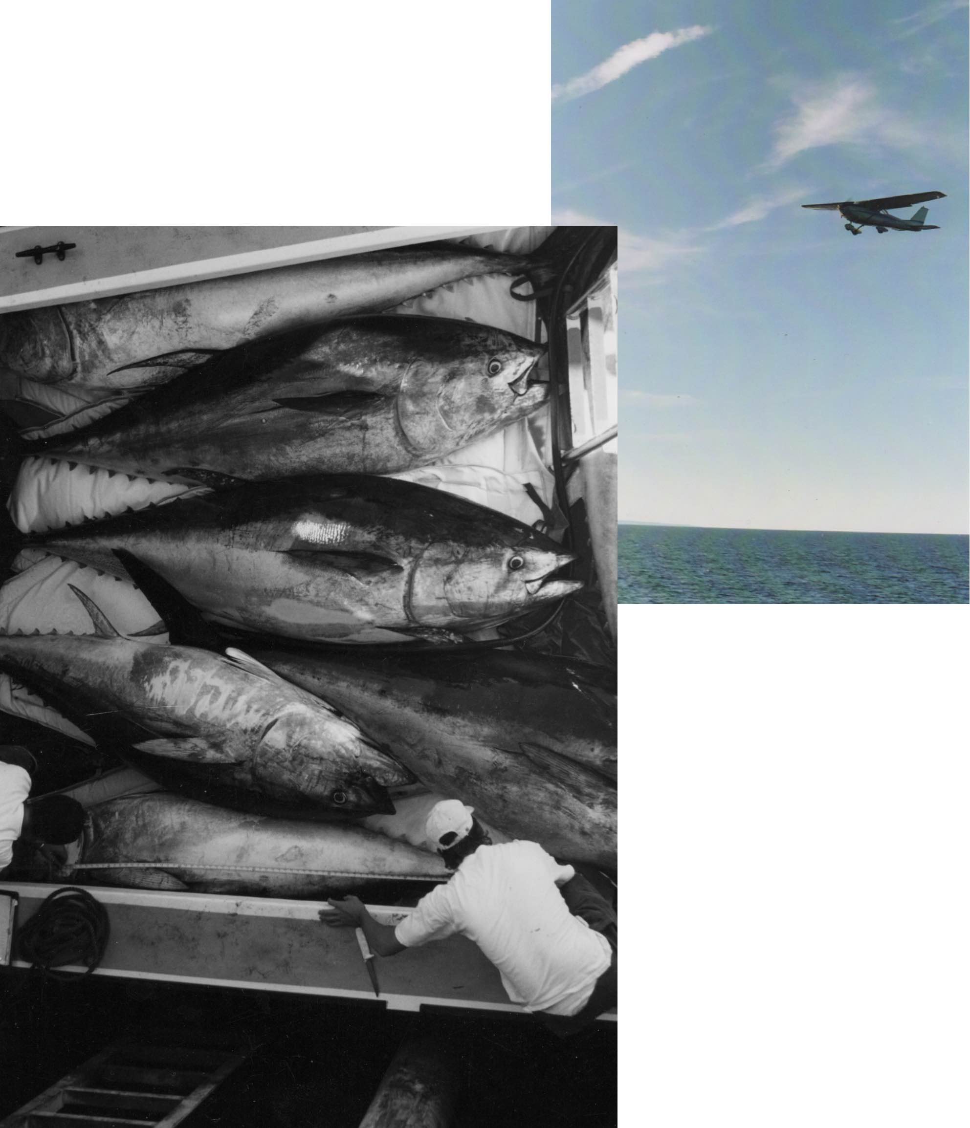       <strong>Aerial Views</strong><br />      <span        >Top, Prosek&rsquo;s painting of a twelve-foot tuna; scenes from the trip        where he painted the fish.</span      >    