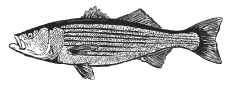 Partnership Icon B